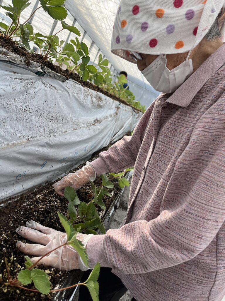 定植2日目 | 株式会社東峰